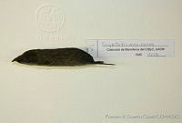 FXGC0023 Cryptotis mexicana.jpg