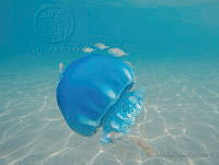 PVC03 Stomolophus meleagris.jpg
