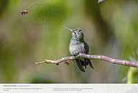2_Colibri.jpg