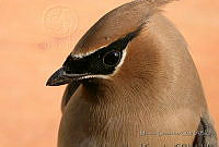 MGaves 506 Bombycilla cedrorum.jpg