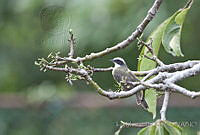IMDOC0579 Myiozetetes similis.jpg