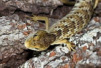 ECA0233 Gerrhonotus liocephalus.jpg