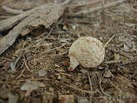 OEHN0035 Geastrum arenarium.jpg