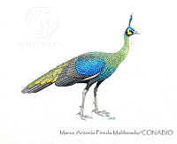 MAPM1101 Pavo muticus.jpg