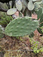 RG016 0031 Opuntia lasiacantha.jpg