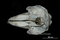 ME006 MM 129 Globicephala macrorhynchus.jpg