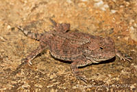 ECA0255 Phrynosoma orbiculare.jpg