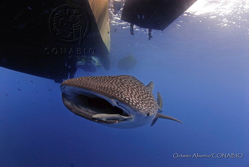 OAO0416%20Rhincodon%20typus.tif.8yey IT0MS8tpZdjQA3g0JtbmFja29CbnFuZ3NAbXJ6LGtwZwA.TjfY2ahScF