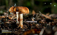 33_PLANTAS_2_2017-01-26_230448_154.jpg
