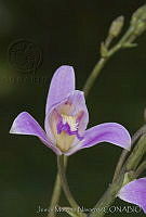 JMN0020 Bletia purpurea.jpg