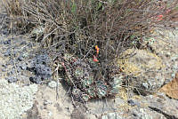 SL0692 Echeveria subalpina.jpg