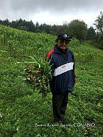 SG002 0072 Plantas medicinales.jpg