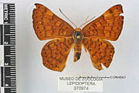 JF018 0732 Emesis mandana furor.jpg