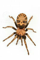 MASM07918 Davus pentaloris.jpg