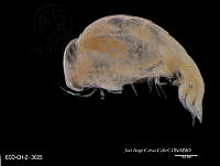 ME006 Z 0419 Parascelus edwarsi - Claus, 1879.jpg
