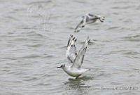 CNS1338 Larus philadelphia.jpg