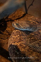 RGT 003 Crotalus spp.jpg