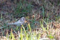 IMDOC3866 Spizella sp.jpg