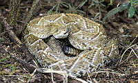 AAKVDH 0255 Crotalus basiliscus.JPG