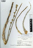 YPH1641 Hechtia sp..jpg