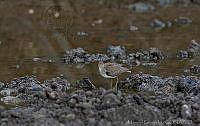 MGaves 2722 Tringa solitaria.jpg