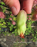 AACH 0050 Kalanchoe pinnata.jpg