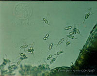 PDA0132 Pyrus communis.JPG