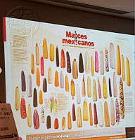 Maíces mexicanos.jpg