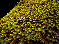 JLALyEPA0013 Pseudoeurycea melanomolga.jpg