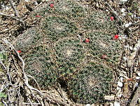 GHP0007 Mammillaria heyderi.jpg