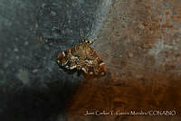 JCGM03047 Lepidoptera.jpg