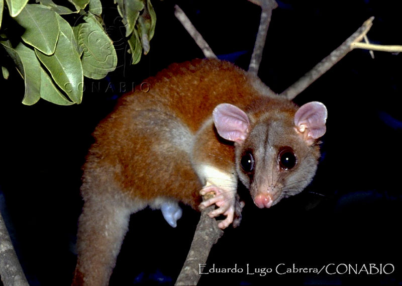 ELC0067%20Caluromys%20derbianus.jpg.kCev a3 MUGvXXlhQA3g0JtbmFja29CbnFuZ3NAbXJ6LGtwZwA.H85yIlXTuY