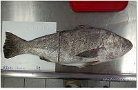 RE006 0057 Totoaba.tif