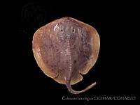 CICIMAR0552 Urotrygon asterias.jpg