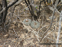 MGE0166 Lophophora williamsii.JPG