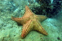 SMM017 Oreaster reticulatus.jpg