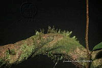 Hueyap 0487 Celastrus sp..jpg