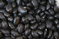 IMDOC2023 Phaseolus vulgaris.jpg