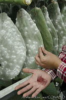 ARL00171 Dactylopius coccus.jpg