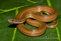 ECA0192 Coniophanes fissidens.jpg