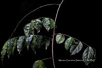 Ayotox 1266 Corchorus siliquosus.jpg