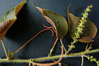 ME010 KV 01554 Acalypha L., 1753.JPG