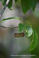 RRR0963 Wimmeria persicifolia.jpg