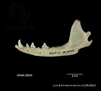 LESS 0246 Urocyon cinereoargentus ssp. nigrirostris.JPG
