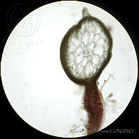 RYP0030 Hypnea spinella.jpg