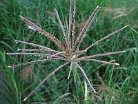 JVR0050 Chloris gayana.jpg