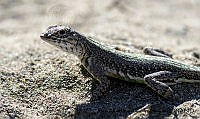 AAKVDH 0390 Callisaurus draconoides.JPG