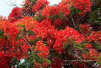 CGL4921 Delonix regia.jpg