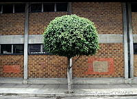 MAR0088 Ficus benjamina.jpg