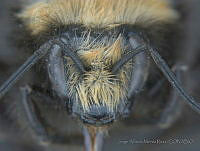 JAMR018 Bombus vosnesenskii.jpg